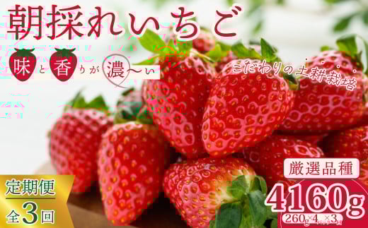厳選いちご 定期便 4パック×3回発送 | 3ヶ月定期便 苺 イチゴ 大粒 いちご 2月発送 3月発送 4月発送 いばらキッス ひたち姫 やよいひめ フルーツ 茨城県産 新鮮 朝採れ 糖度 酸味 品種 ひたち姫 甘い 濃厚 旬 採れたて 旬 産地 直送 フレッシュ ベリー 果肉 健康 果物 デザート 贈り物 食べ比べ 定期便 人気 檜山いちご園  茨城県 常陸太田市