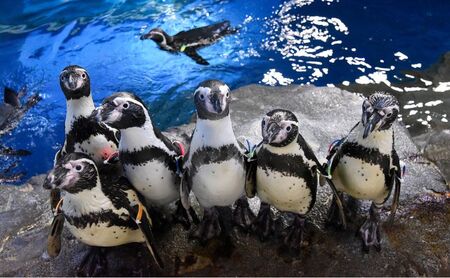 チケット 神奈川 【新江ノ島水族館】年間パスポート引換券(大人1枚+幼児1枚) 有効期間2024年12月～2025年2月末まで 水族館 パスポート 入場券 江ノ島 藤沢市 神奈川県 プレゼント ギフト