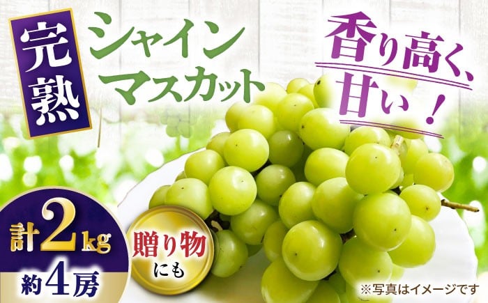 
            【先行受付】8月下旬より順次発送 シャインマスカット 約2kg 箱入り / シャインマスカット しゃいんますかっと フルーツ ふるーつ 果物 完熟 数量限定 / 大村市 / 大又農園 [ACZO005]
          