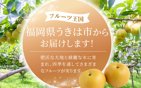 【先行予約】春光園 秋月梨 6玉から10玉 2025年8月下旬から9月上旬 出荷予定