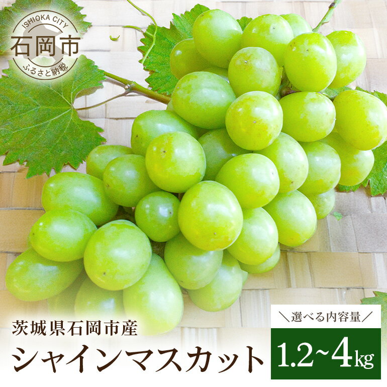 【ふるさと納税】【 2025年 先行予約 】 シャインマスカット 1.2kg 2kg 4kg 開田ぶどう園 ぶどう ブドウ 国産 果物 くだもの 葡萄 フルーツ 2キロ 甘い 糖度 高い 9月 10月 発送 秋 旬 品種 茨城県産 産地直送 産直 農家直送 冷蔵 茨城県 石岡市 送料無料