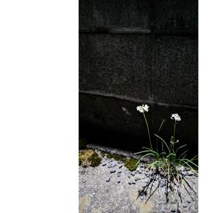 湯布院　ＭＩＫＡＴＡ　KO-HA(香葉) セット　香炉+No.00Genten(緑茶)