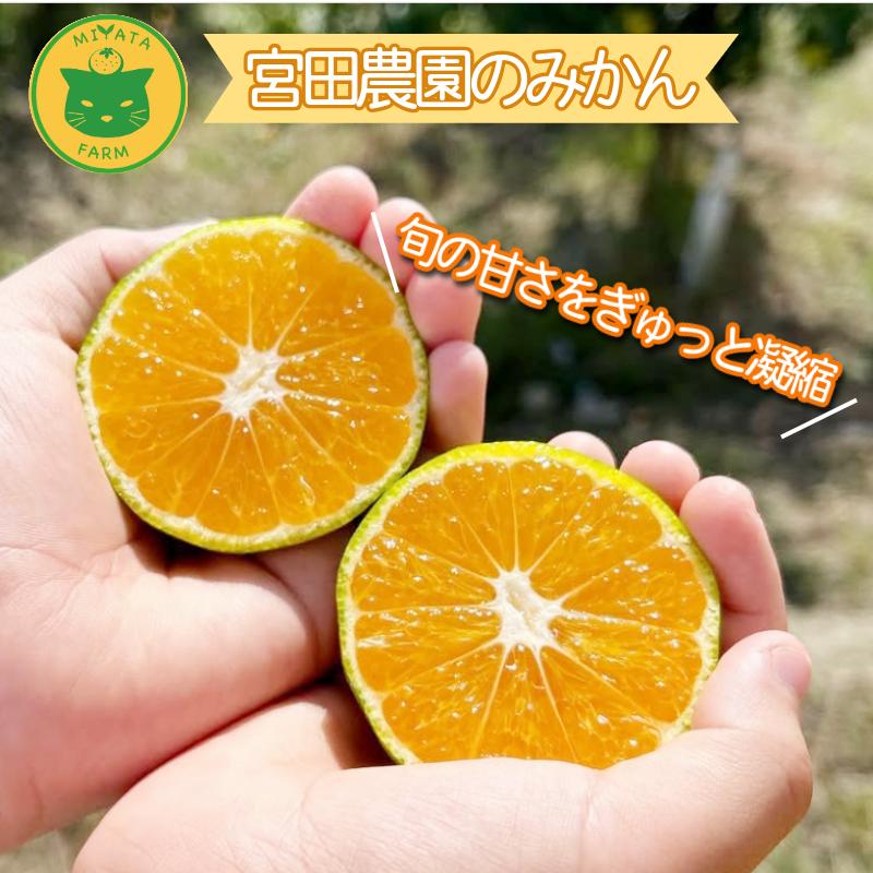 【2026年11月発送】 訳あり みかん 温州みかん5kg（5kg+傷み保証250g） ミカン 蜜柑 甘い フルーツ 柑橘 ジュース 小松島市 オススメ 人気 ふるさと納税 5kg