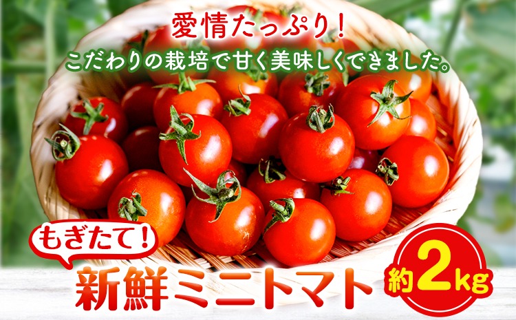 ミニトマト 約2kg 出原農園 《1月上旬-5月末頃出荷》 岡山県 矢掛町 野菜 ミニトマト もぎたて 新鮮---osy_iktmt_af15_24_14000_2---