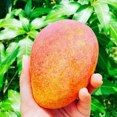 【2025年7月頃発送】離島の恵み　完熟マンゴー1.5kg【配送不可地域：離島】【1497087】