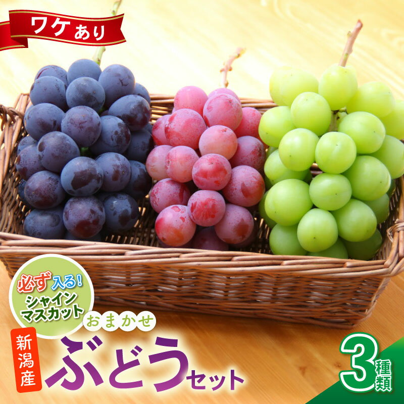 【ふるさと納税】 訳あり ぶどう セット 3種類 ぶどう 詰め合わせ セット シャインマスカット ピオーネ クインニーナ 果物 くだもの フルーツ 葡萄 ブドウ ぶどう マスカット シャイン マスカット 高橋農園 新潟県 新発田市 takahashi005