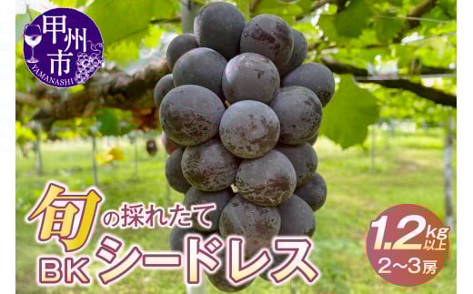 【クール配送】濃厚な甘さ！！旬の採れたて種なしBKシードレス 1.2kg以上（2～3房）【2025年発送】（HO）B-1410 【BKシードレス ぶどう 葡萄 ブドウ 令和7年発送 期間限定 山梨県産 甲州市 フルーツ 果物】