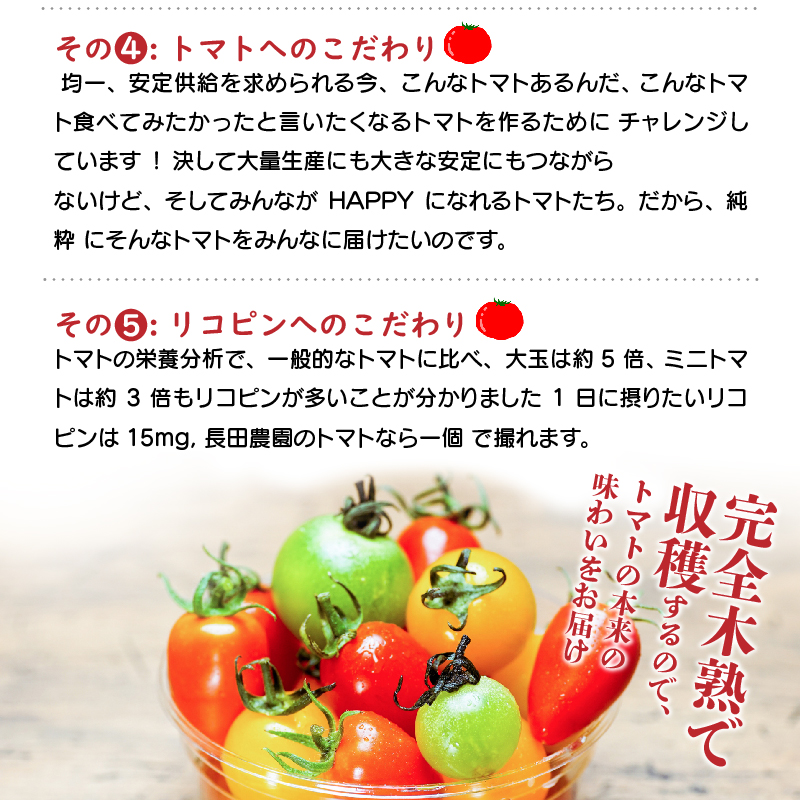 【2026年度予約分】甘さ抜群!トマト嫌いでも食べられるトマトベリー 約1.6kg 野菜ソムリエサミット 金賞 受賞 長田農園 産地直送 トマト とまと 野菜 やさい フルーツ サラダ 濃厚 甘い ご