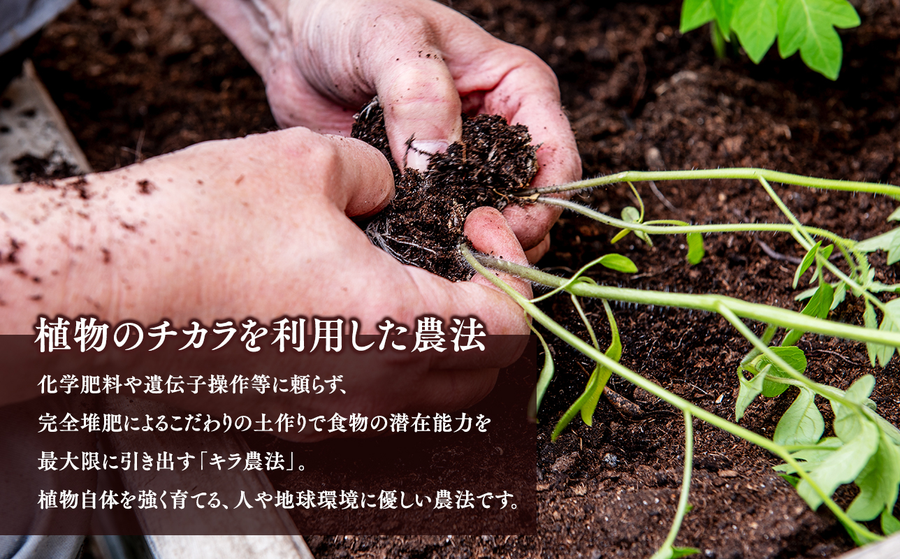 サマーチカ 6kg ミニトマト プチトマト 薄皮 フルーティー 新鮮野菜【hi-0070-003】