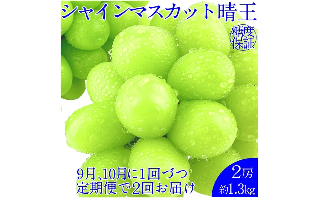 
            【2回定期便】シャインマスカット 晴王 2房 約1.3kg 2回 定期便  9月・10月に1回ずつ発送 岡山県産 種無し 皮ごと食べる みずみずしい 甘い フレッシュ【岡山県産 種無し 皮ごと食べる みずみずしい 甘い フレッシュ 9月～10月発送 晴れの国 おかやま 果物大国 彩美菜果 岡山県 倉敷市 おすすめ 人気】
          