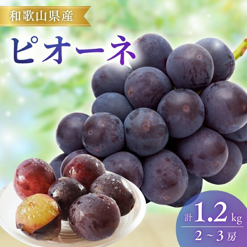 【ふるさと納税】【先行予約】ピオーネ和歌山県産2～3房/箱（計1.2kg） | ぶどう 葡萄 ブドウ 産地直送 農家直送 フルーツ 果物【mat306A】