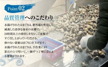 【指定日必須】マルヨシ水産　桑名産大粒天然蛤　1kg_はまぐり　ハマグリ　魚介　貝　魚貝　活はまぐり　焼きはま　海鮮　網焼き　酒蒸し　お吸い物　パエリア　パスタ