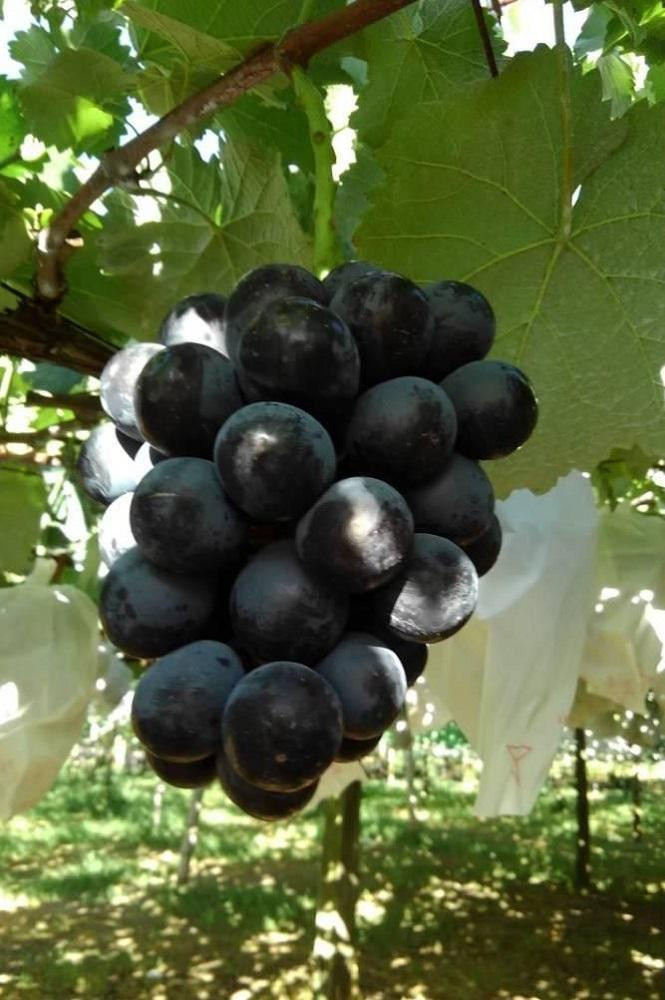 【先行予約】【数量限定】ナガノパープル 約2kg 〔2026年8月上旬より順次発送〕