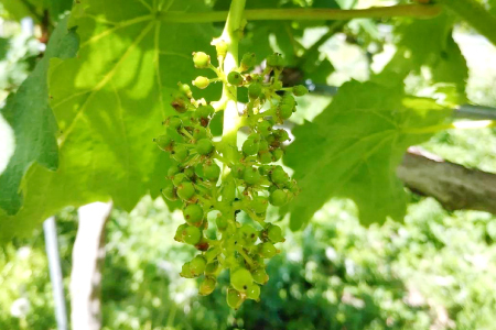 富山ぶどう【ピオーネ 約2kg 4～5房 フルーツ 果物 くだもの ぴおーね 季節限定 期間限定 数量限定 デザート ご褒美】