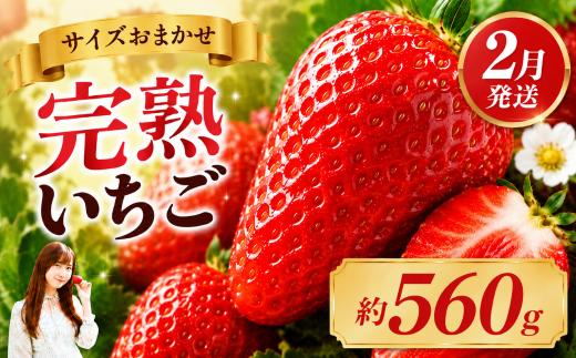 いちご【先行予約】【2027年2月以降発送】とちあいか いちご サイズおまかせ 大人気！ 最旬とちあいか 約280g×2パック 合計560g【栃木県 真岡市産】いちご 果物 イチゴ 苺 旬 産地直送 国産