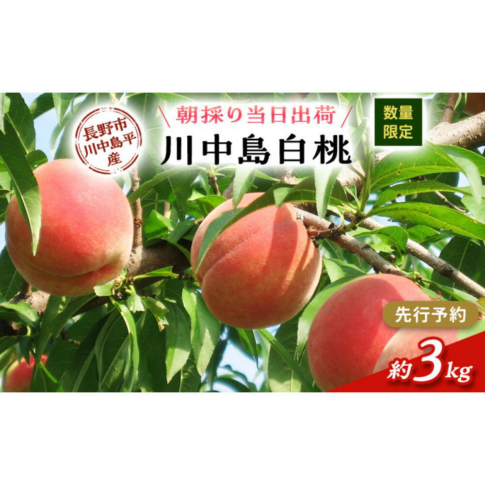 【ふるさと納税】【※2027年発送分　先行予約】朝採り・当日発送 長野市産 「川中島白桃」 約3kg （8～10玉前後）牧野果樹園 | 桃 フルーツ 果実 人気 おすすめ ギフト プレゼント 送料無料 長野県 長野市 信州 信濃 ふるさと納税