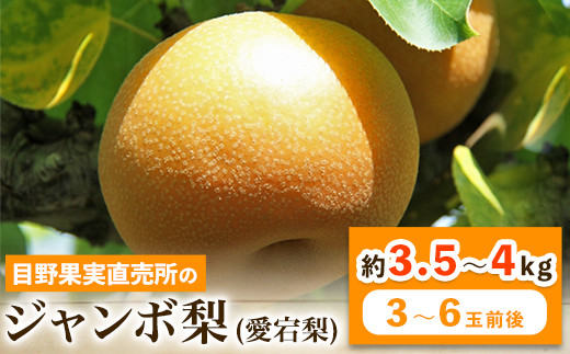 先行予約 熊本県 荒尾 市 産 目野果実直売所 の 愛宕 梨 和梨 約3.5～4kg (3～6玉前後) 《11月下旬-12月末頃出荷》なし フルーツ 果物 新鮮 常温便