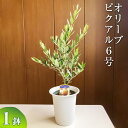 【ふるさと納税】オリーブ ピクアル6号 ※離島への配送不可| 観葉植物 植物 グリーン オリーブの木 ピクアル 室内 苗 鉢植え シンボルツリー ギフト 贈答 贈り物 プレゼント お中元 お歳暮 直送 農家直送 茨城県 古河市 送料無料 お祝 ご褒美 記念日 景品 樹木 樹 _BZ11