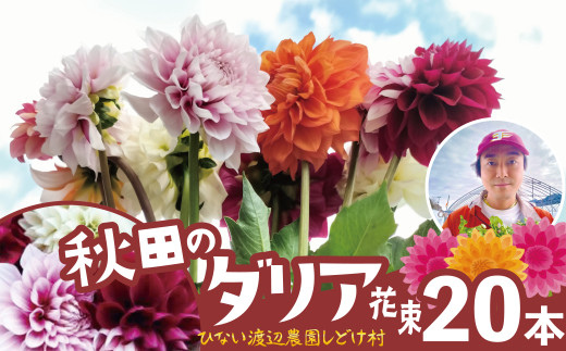 新鮮！綺麗！秋田のダリア〈20本〉180P7801  / 東北 秋田 大館 新鮮 農産物 農家 花 フラワー ダリア だりあ ナマハゲダリア 農産物 産直 花農家 花き農家 花き栽培 花束 農家直送 プレゼント 母の日 敬老の日 フラワーギフト