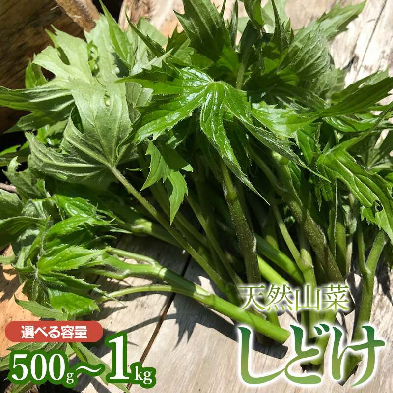 【ふるさと納税】【令和8年産先行予約】天然しどけ 【500g〜1kg】 山菜　わかば屋 2026年