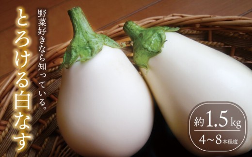 【先行予約】 白なす とろ～り旨ナス 1.5kg強 （4～8本） 新鮮 朝採り 夏野菜 採りたて 令和8年産 茄子 ナス 特産品 野菜 白ナス つぐちゃん畑 農家直送 新潟 新潟県 新発田産 新発田市 tsuguchan010