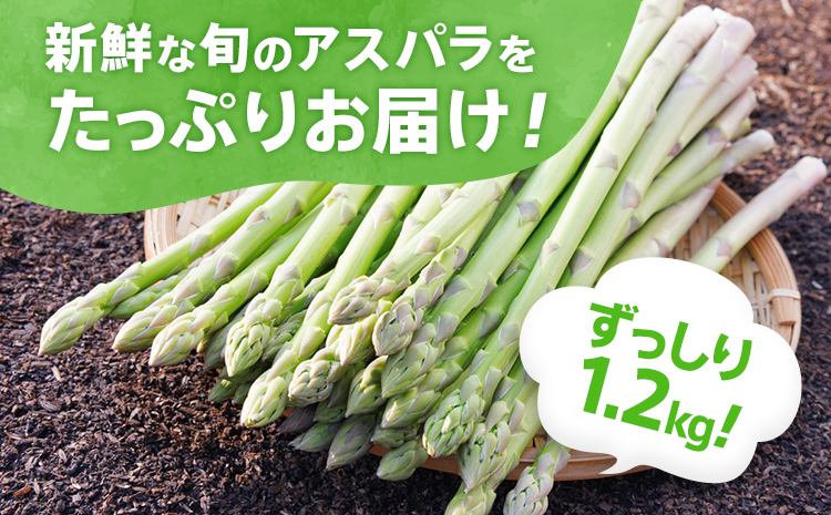 アスパラガス 夏芽 LM 1.2kg【6月から9月お届け】BT07
