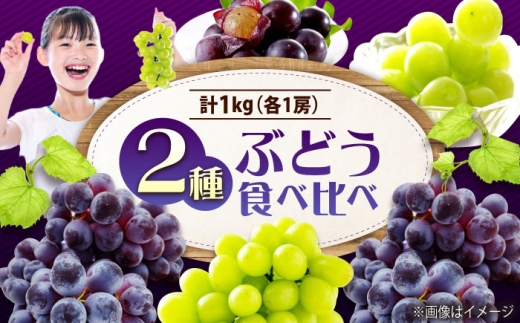 先行予約 【2026年9月中旬〜9月下旬発送】 ぶどう食べ比べセット（ニューベリーA・シャインマスカット） 計1kg 広島県福山市/株式会社フジ・アグリフーズ ブドウ 食べ比べ セット ニューベリーA シャインマスカット [BAGF002]