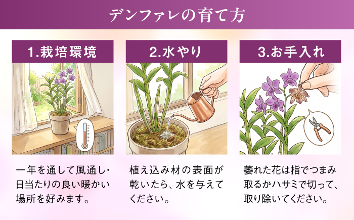 【 30セット 限定 】 デンファレ （ 洋蘭 ） 5本 立ち糸島市 / 和饗エコファーム株式会社 蘭 洋蘭 デンファレ 花 インテリア お祝い 贈り物 [AVI003]