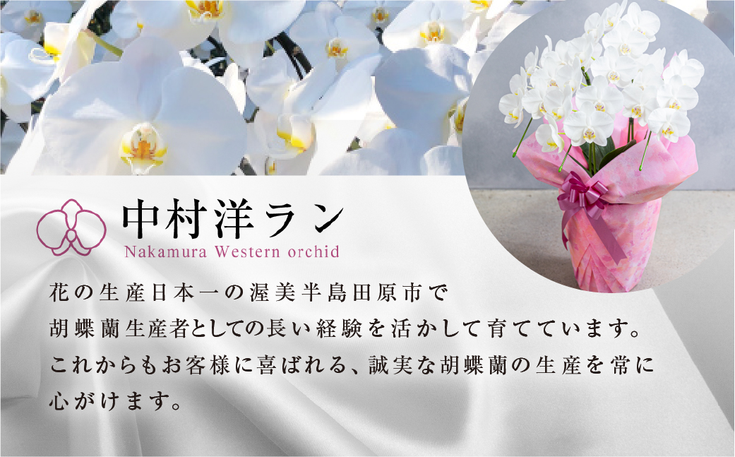 中村洋ラン 胡蝶蘭 ミディ 2本立ち 白 ／ 16輪〜20輪 お花 生花  アマビリス 田原市 渥美半島