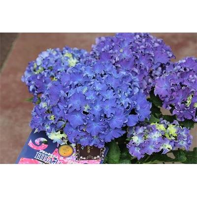 ふるさと納税 藤枝市 【母の日に!】アジサイ鉢植えカーリースパークルブルー5号