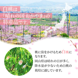 桃 2026年 先行予約 岡山 白桃 ロイヤル 3玉入り 合計約900g 岡山県産 桃