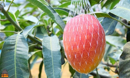 《先行予約》てぃだ（太陽）を浴びて育った徳之島産完熟マンゴー（2kg） ( マンゴー フルーツ 果物 完熟 無加温 徳之島 世界自然遺産 美味しい とろける 旬 贅沢 糖度 南の島 )