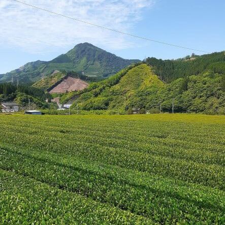 緑茶 厳選茶葉使用 ひむかのお茶 500ml×18本 1ケース [農林産物直売所 美郷ノ蔵 宮崎県 美郷町 31ab0084] 茶 お茶 ペットボトル 宮崎県産 美郷産 送料無料_イメージ3