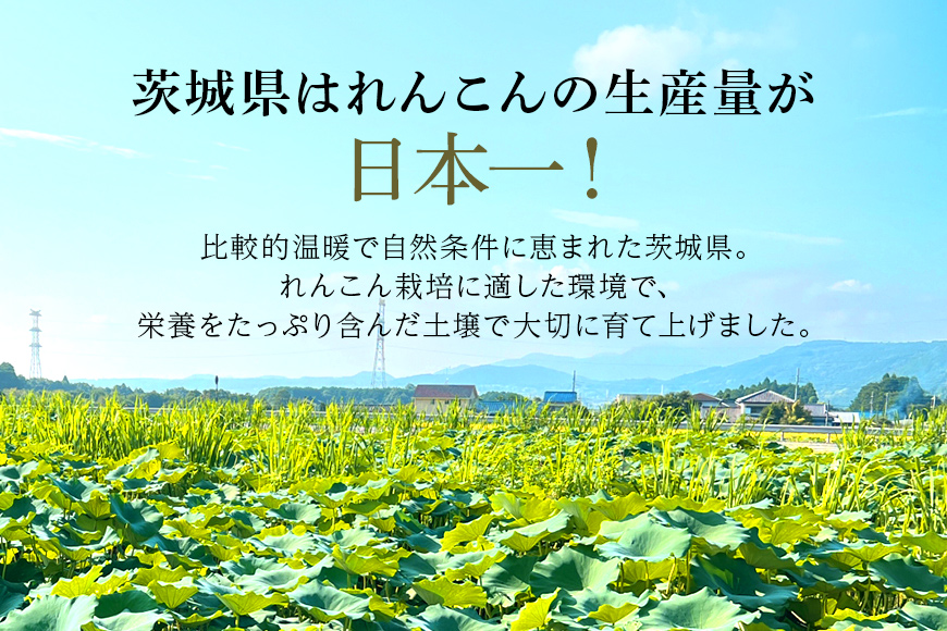 【数量限定・先行予約】＜11月中旬～12月上旬発送予定＞ 小美玉市産れんこん（2箱）約8kg 17-AD