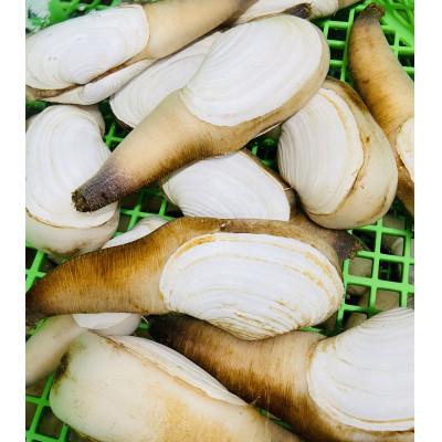 ふるさと納税 南知多町 愛知県産白ミル貝(ナミガイ)干物セット(塩味・醤油味　各1パック)　 |  | 02