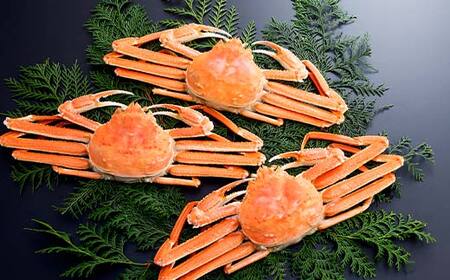 【12/27~12/31にお届け】ずわいがに（450g～550g） 3尾入り 北海道森町水揚げ かに カニ 蟹 ガニ がに 森町 ふるさと納税 北海道 ずわいかに ズワイガニ mr1-1102