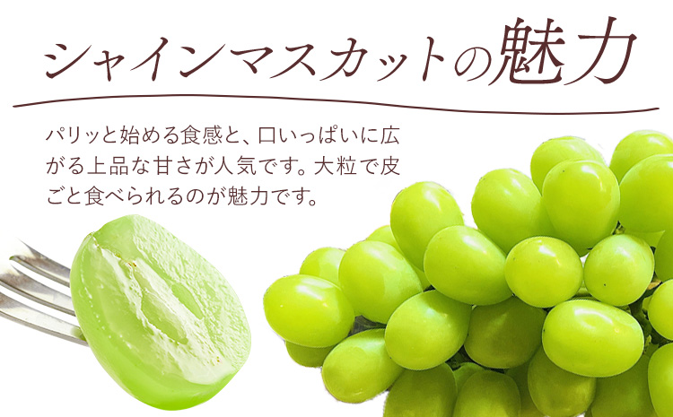 【先行予約】桃 ぶどう 白桃 3玉 約900g（1玉約300g）シャインマスカット 晴王 1房 550g以上 もも 葡萄 詰合せ 岡山 国産 フルーツ 果物 ギフト 桃茂實苑《6月中旬-8月中旬頃出荷