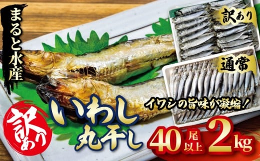 いわしの丸干し 訳あり 2㎏ イワシ 干物  まると水産