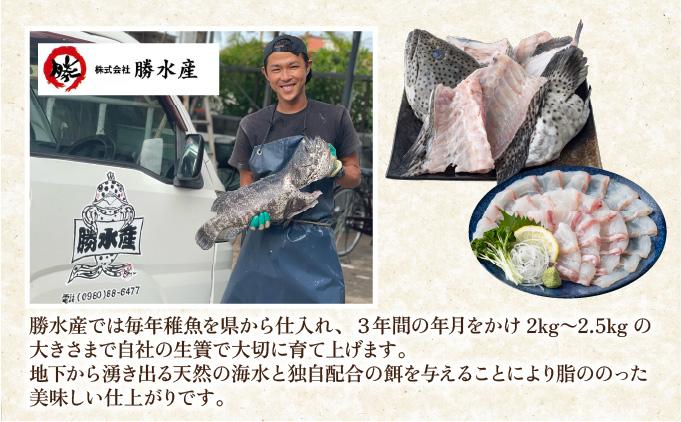 石垣島 ハタ 丸ごと1本 | 勝水産 ミーバイ ヤイトハタ 沖縄県石垣市 石垣 沖縄 石垣市 石垣島 KS-13