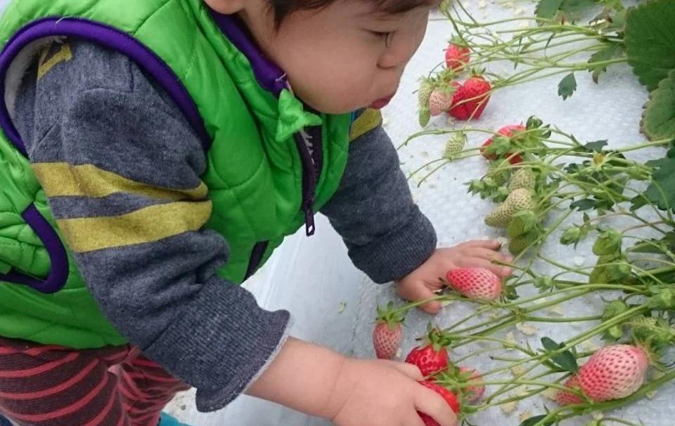 絢音ベリー農園 "絢" いちご 500g （250g×2P）