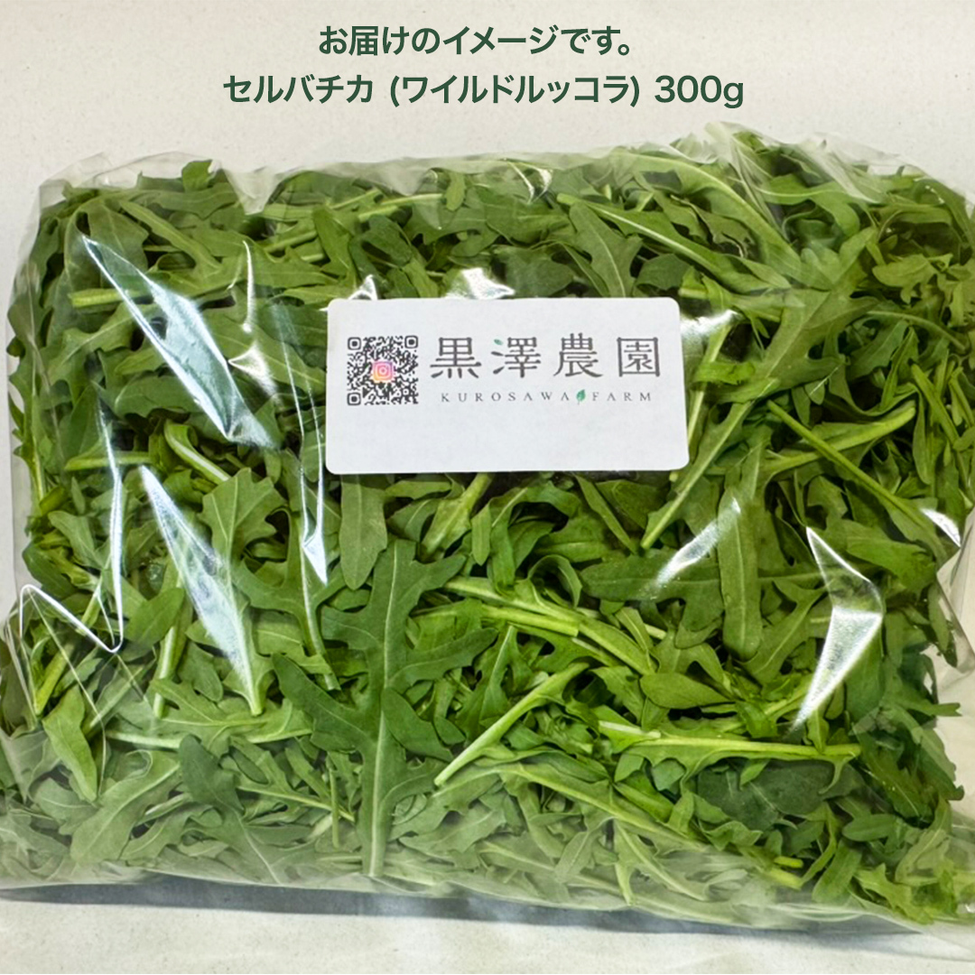 つくばみらい市 で栽培した セルバチカ ( ワイルドルッコラ ) 300g サラダ さらだ ルッコラ ハーブ 新鮮 国産 辛い セルバチコ ベビーリーフ イタリア野菜 イタリア料理 イタリアン パスタ