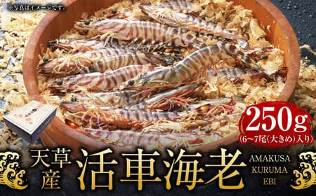 【配送指定日必須】天草産 活車海老 250g 大サイズ【発送期間2026年11月6日～2027年3月31日】