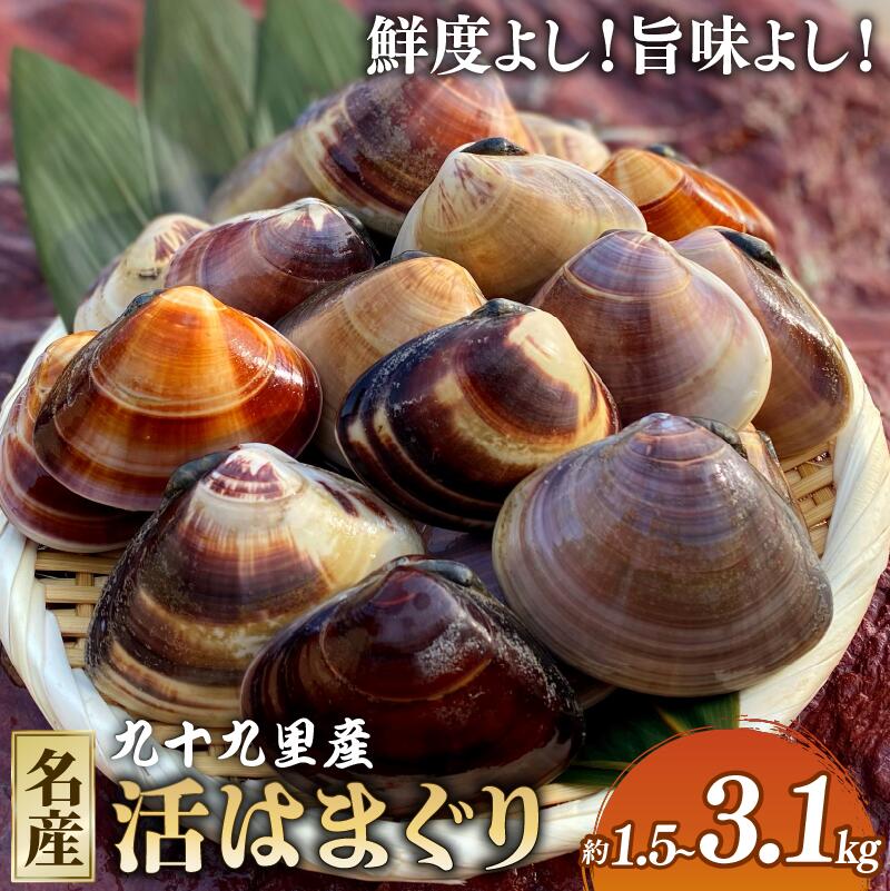 某TV番組で全国一位に！九十九里産　大粒活はまぐり　約1.5kg【配送不可地域：離島】