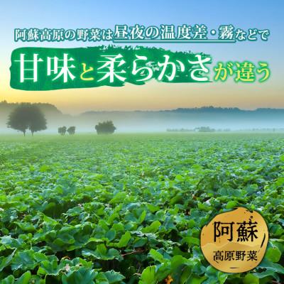 ふるさと納税 阿蘇市 季節のお野菜セットL 旬のお野菜の中から8〜10品を厳選してお届け |  | 01