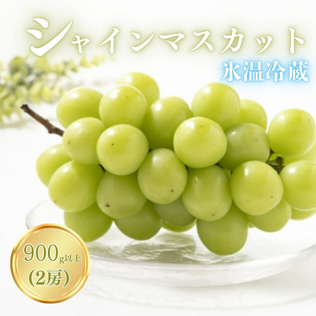 【ふるさと納税】【2026年先行予約】氷温保存シャインマスカット 900g以上（2房）｜ぶどう 大粒 白ぶどう 種無し 皮ごと 信州 長野県 千曲市