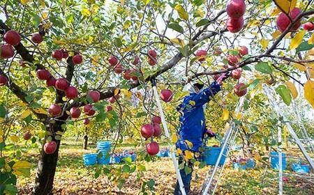 サンふじ・ぐんま名月 詰め合わせ (中玉) 約3kg ［10-11個入］ 【留長果樹園】 青森りんご ふじ ぐんま名月 フルーツ 果物 くだもの 2種 セット 青森県 南部町 三戸 F21U-599