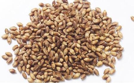 ガジロウ便【北海道・東北・九州】もちむぎ精麦 4kg