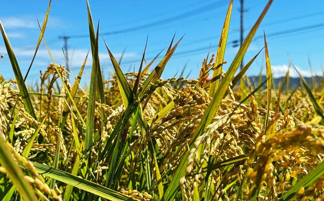 アッキーファームのお米「ひのひかり」 5kg（白米）