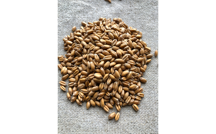 薪窯パン 岩手在来有機フルツ小麦の胡桃レーズン 2個 × 3ヶ月定期便 【 農家パン VERUM 】 ／ パン ぱん ブレッド ベーカリー 薪窯 薪窯焼き 薪窯焼 石窯パン 石窯 卵不使用 乳製品不使