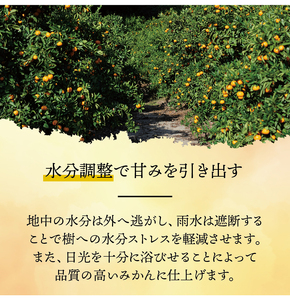 家庭用 こだわりの 有田みかん 6kg+250g（痛み補償分）12月発送 光センサー 選別 農家 直送 ※北海道・沖縄・離島への配送不可 / 温州みかん みかん 家庭用 完熟 柑橘 果物 和歌山 有田